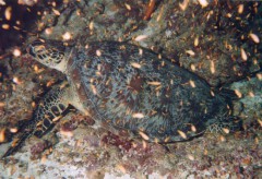 tortue