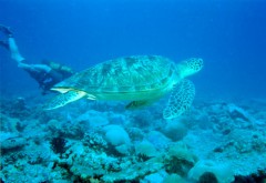 tortue2500