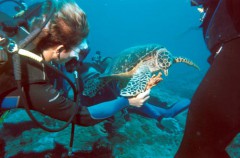 tortue500