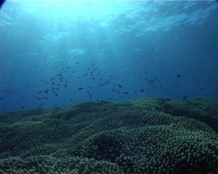 acropora