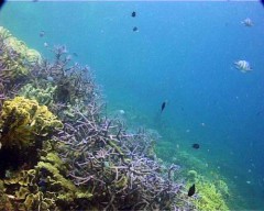 acroporas bleus