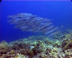 barracudas2