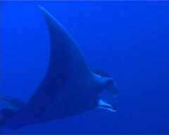 manta1