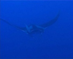 manta2