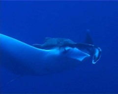 manta3