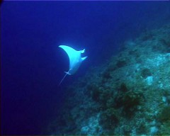 manta4