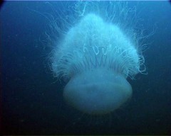 meduse1