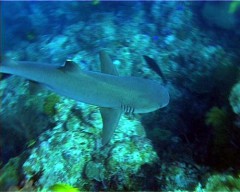 requin corail
