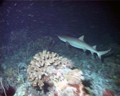 requin corail2