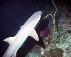 requin corail3