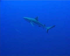 requin oceanique