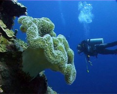 sarcophyton
