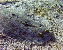 sole1