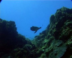 tortue1