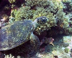 tortue2