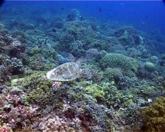 tortue3