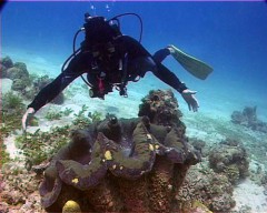 tridacna giga